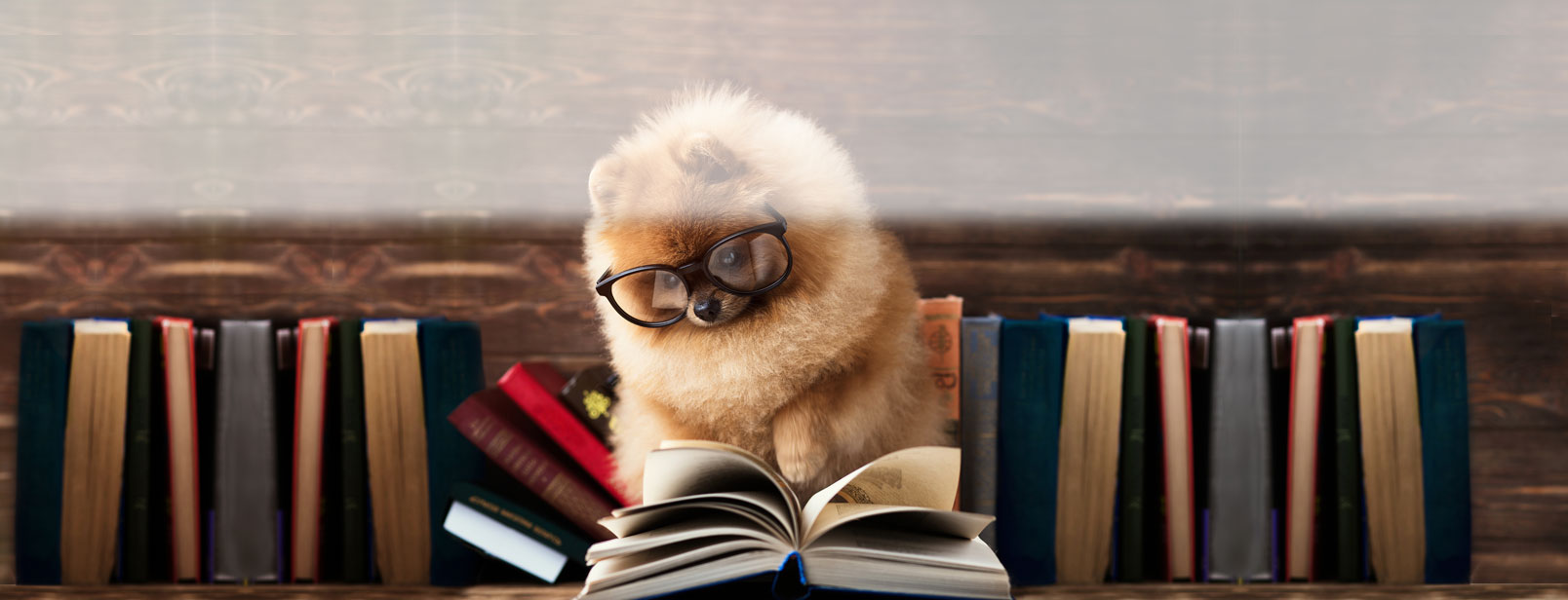 A small dog wearing fake glasses appears to be reading a book.