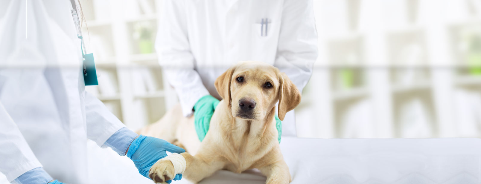 A yellow lab lays on a exam table while their paw is bandaged.