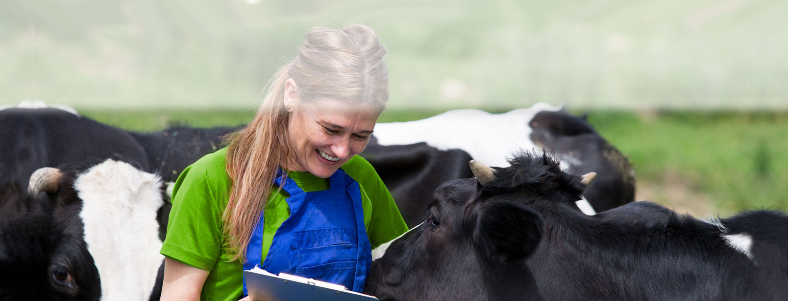 A woman stands in a herd of cows, smiling while touching one.