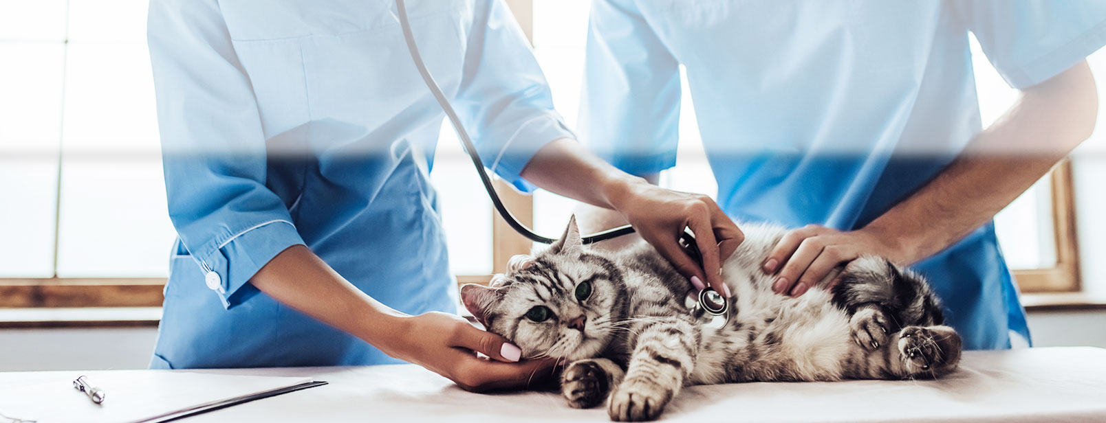 A vet technician uses a stethoscope to listen to a cat's heart.