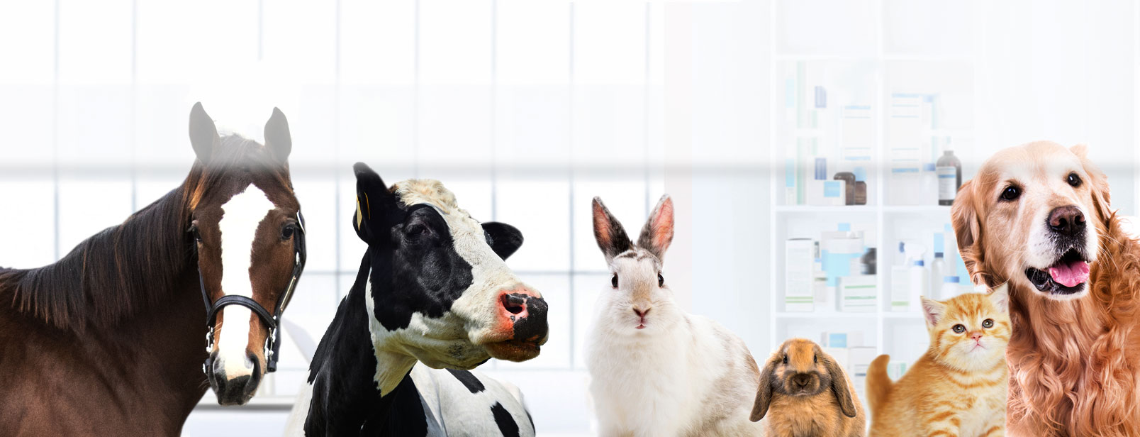 Closeups of a horse, cow, rabbbits, a kitten, and dog.