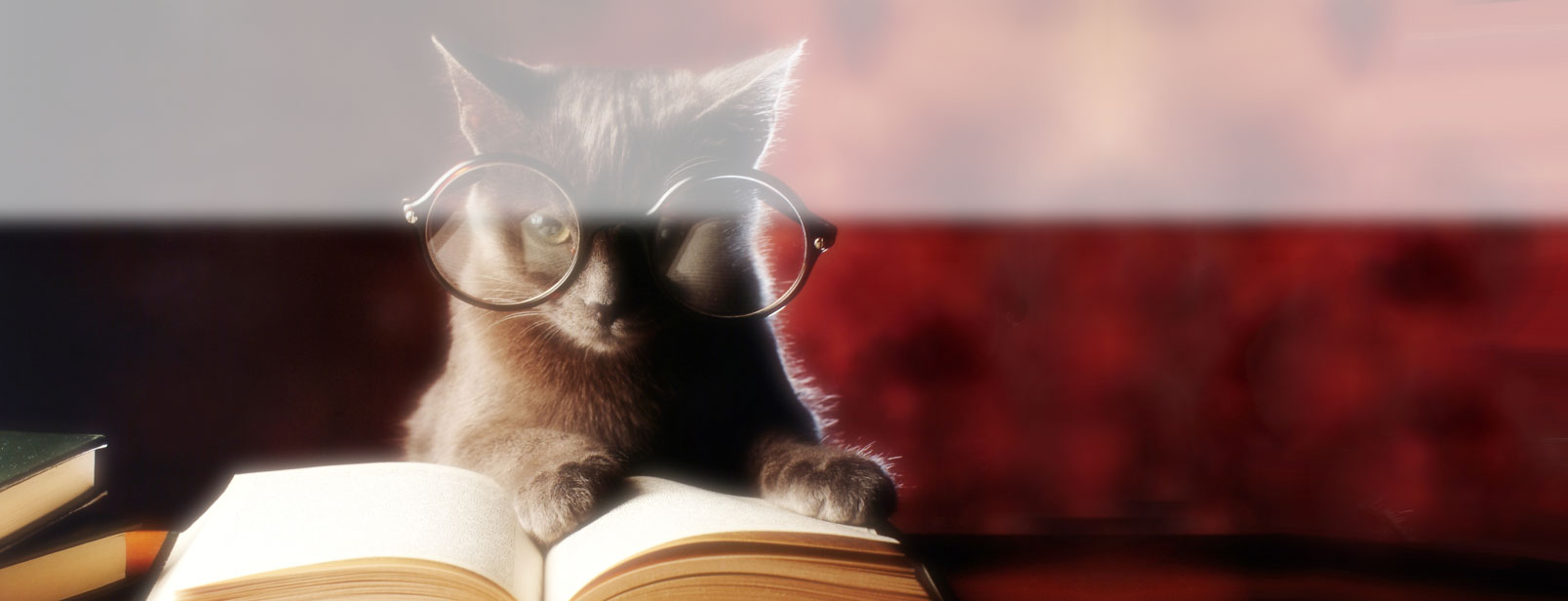 A cat wearing fake glasses appears to be reading a book.