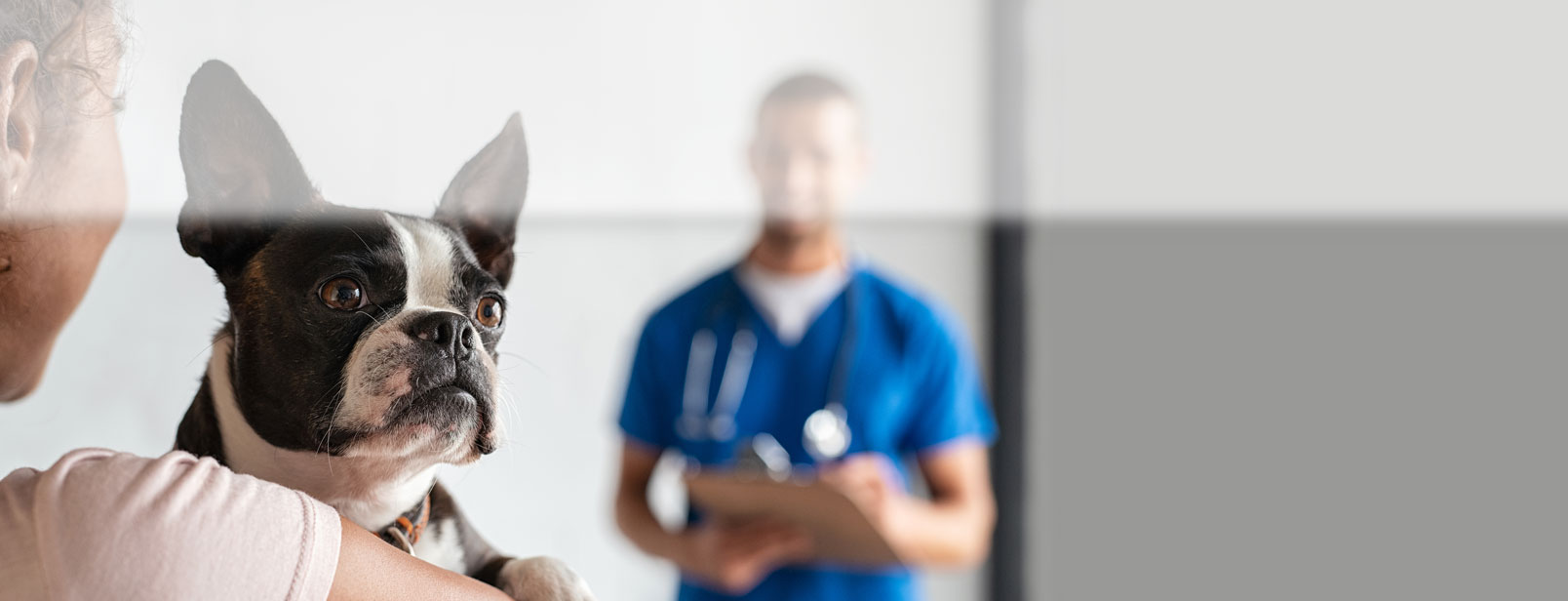 A small dog is gently carried toward an exam room.