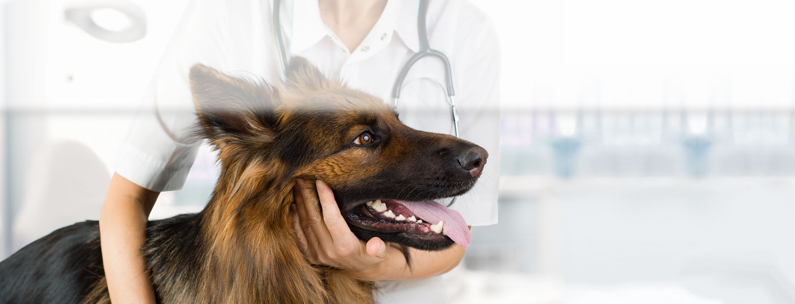 A vet technician gently holds a dog's head and body still.