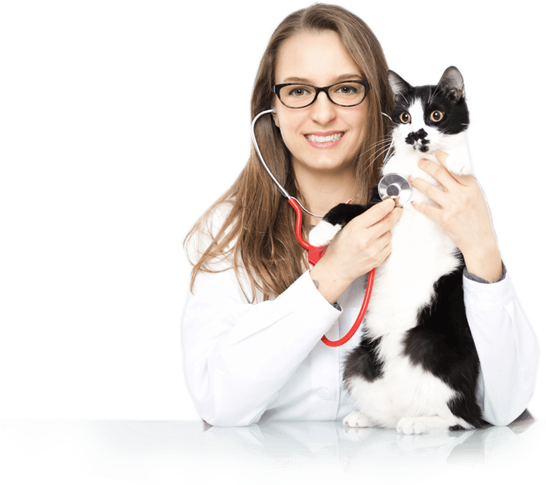 A woman veterinarian uses a stethoscope on a cat's chest.